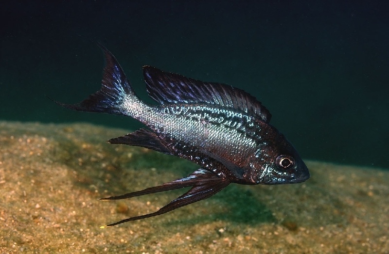 Cyathopharynx sp. 'neon streak' Mtego Bay